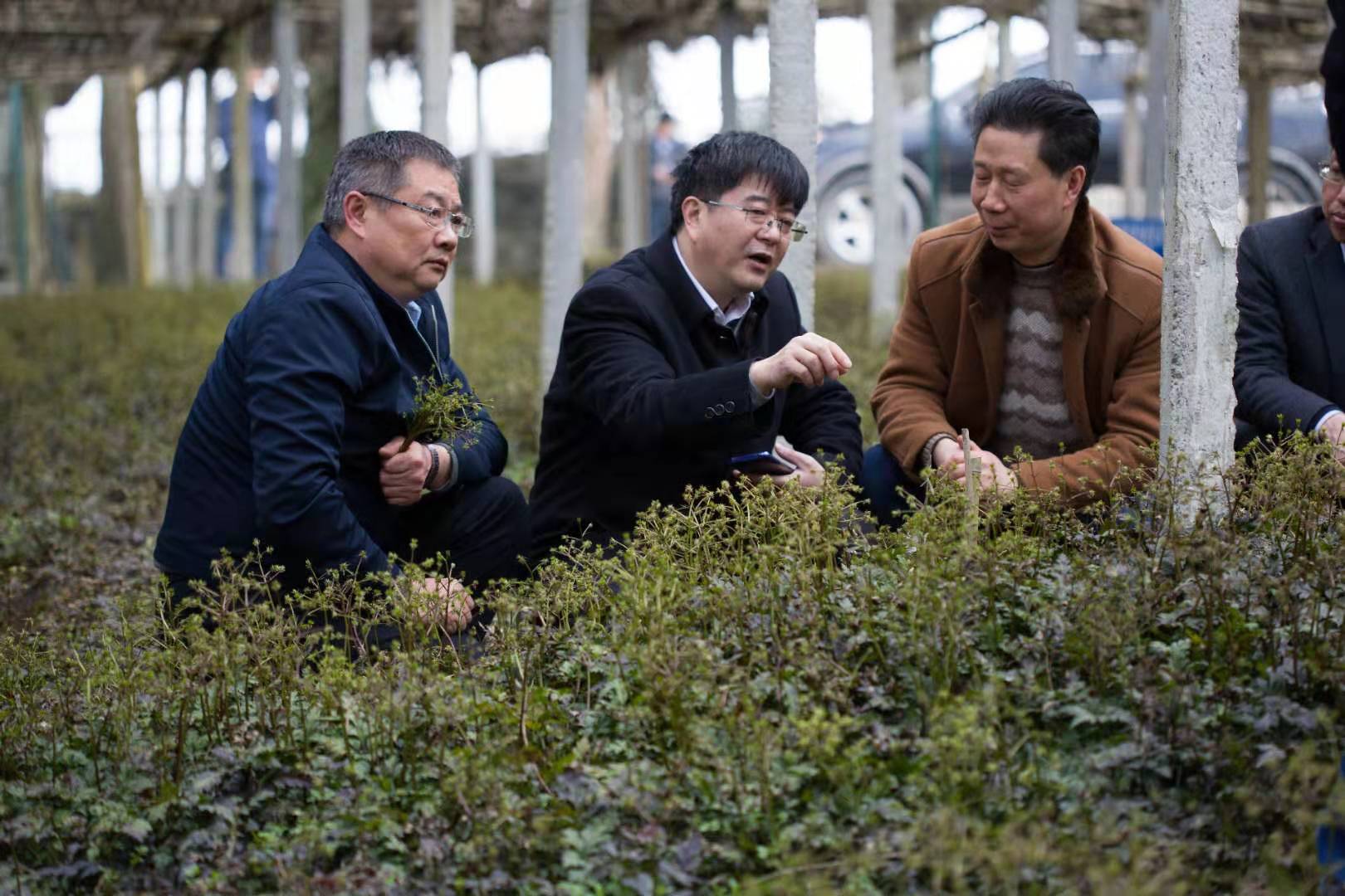 李学刚教授指导黄连种植.jpg